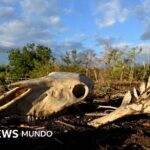 "El ganado se está muriendo de sed y hambre": el devastador impacto de El Niño que ya se siente en el Corredor Seco de Centroamérica