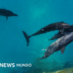 Las penosas condiciones en las que viven 9 delfines que quedaron enfermos en un parque acuático clausurado en Cancún