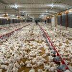 ADA reporta aumento de producción avícola y advierte presión por mayores costos
