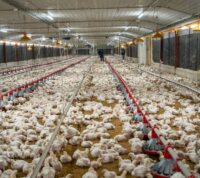 ADA reporta aumento de producción avícola y advierte presión por mayores costos