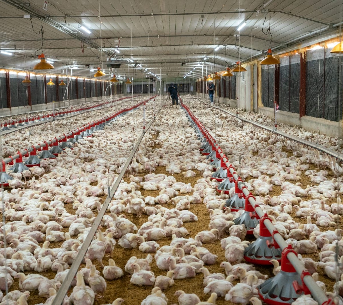 ADA reporta aumento de producción avícola y advierte presión por mayores costos