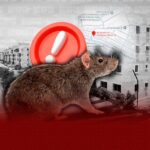 (VIDEO) Piden declarar en emergencia El Sembrador III en Ciudad Juan Bosch por proliferación de ratas
