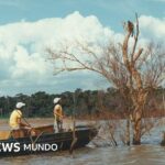 Mymba Kuéra: cómo fue el monumental rescate de más de 30.000 animales cuando Paraguay y Brasil construyeron la represa de Itaipú