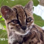 Tilcayo, la primera especie de gato salvaje hallada en más de 100 años y de la que solo se conoce un ejemplar