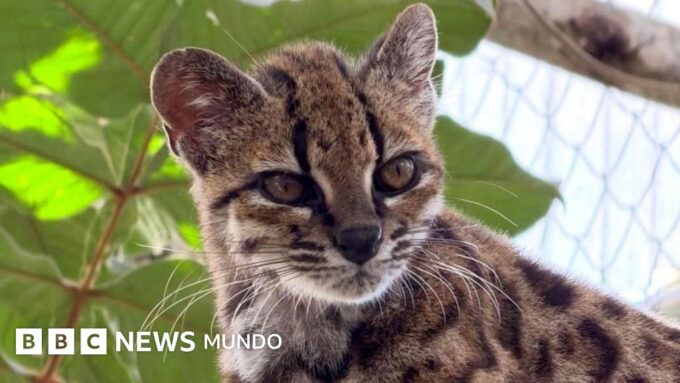 Tilcayo, la primera especie de gato salvaje hallada en más de 100 años y de la que solo se conoce un ejemplar