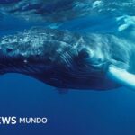 "Nadie había escuchado nada parecido": el extraordinario momento en que el mundo se dio cuenta de que las ballenas cantan