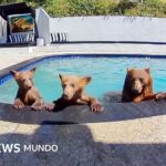 Compartimos casa con una familia de osos que se baña varios días a la semana en nuestra piscina