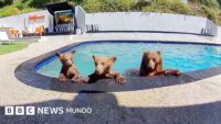 Compartimos casa con una familia de osos que se baña varios días a la semana en nuestra piscina
