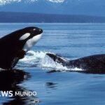 Orcas vs. tiburones blancos: la sangrienta batalla entre los mayores depredadores marinos que tiene perplejos a los científicos