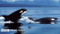 Orcas vs. tiburones blancos: la sangrienta batalla entre los mayores depredadores marinos que tiene perplejos a los científicos