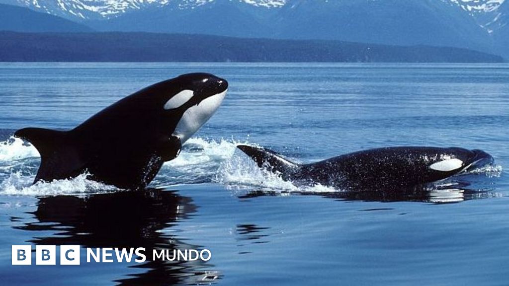 Orcas vs. tiburones blancos: la sangrienta batalla entre los mayores depredadores marinos que tiene perplejos a los científicos