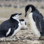 Por qué la mayor colonia de pingüinos del mundo ha perdido dos tercios de su población