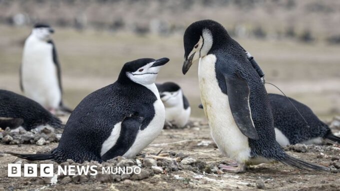Por qué la mayor colonia de pingüinos del mundo ha perdido dos tercios de su población