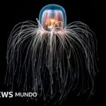 La medusa "inmortal" capaz de rejuvenecer y cómo los secretos de sus células nos pueden ayudar a tratar enfermedades