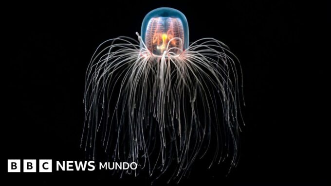 La medusa "inmortal" capaz de rejuvenecer y cómo los secretos de sus células nos pueden ayudar a tratar enfermedades