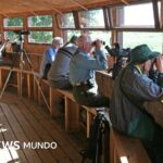 Cómo el observar pájaros ralentiza el declive de nuestro cerebro (y nos hace sonreír de nuevo)