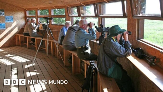 Cómo el observar pájaros ralentiza el declive de nuestro cerebro (y nos hace sonreír de nuevo)