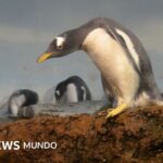 Identifican una nueva especie de pingüino por primera vez en más de 100 años