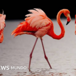 Las imágenes de las fascinantes especies del nuevo atlas de las islas Galápagos
