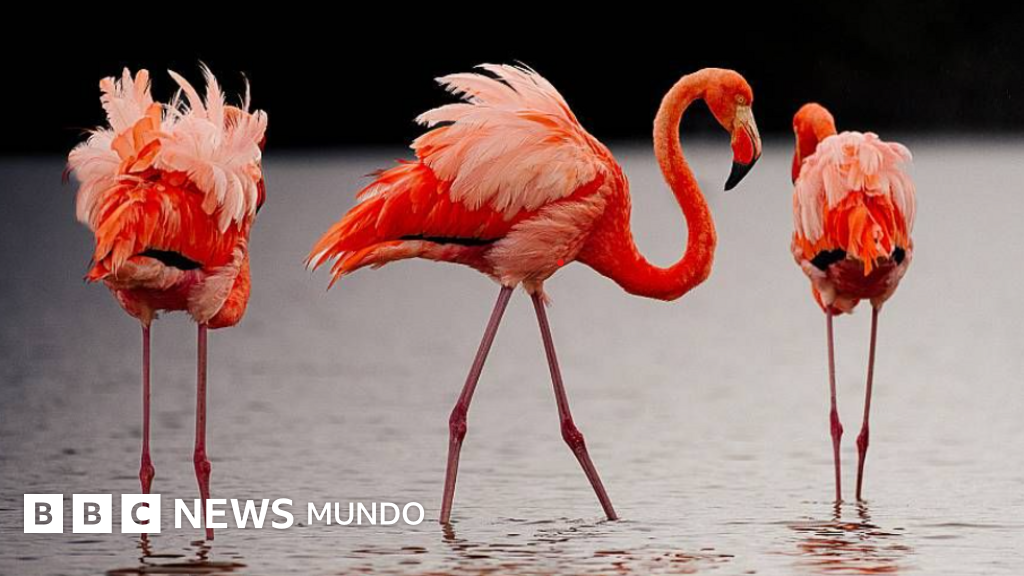 Las imágenes de las fascinantes especies del nuevo atlas de las islas Galápagos