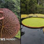 "Victoria colombiana": el fascinante descubrimiento de un nenúfar gigante en Sudamérica que se ve desde el espacio