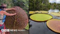 "Victoria colombiana": el fascinante descubrimiento de un nenúfar gigante en Sudamérica que se ve desde el espacio