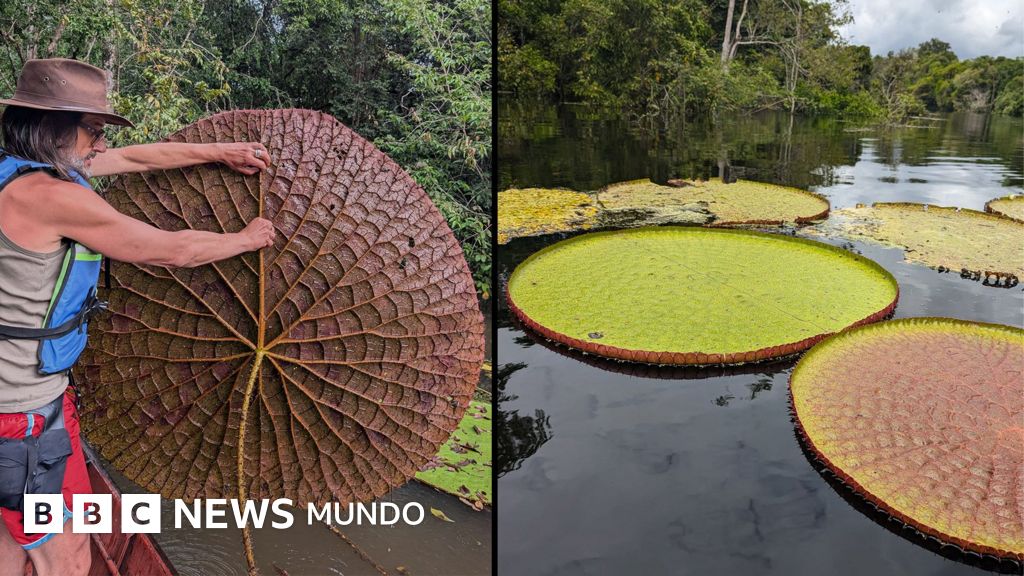 "Victoria colombiana": el fascinante descubrimiento de un nenúfar gigante en Sudamérica que se ve desde el espacio