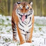 Muere un hombre tras ser atacado por un tigre en un parque zoológico de Inglaterra