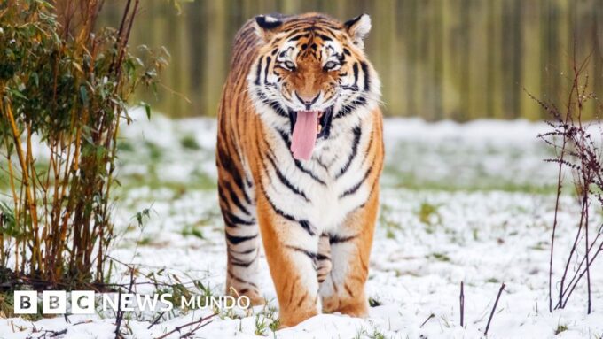 Muere un hombre tras ser atacado por un tigre en un parque zoológico de Inglaterra