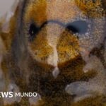El momento en que un pulpo evita la muerte tras una cacería arriesgada