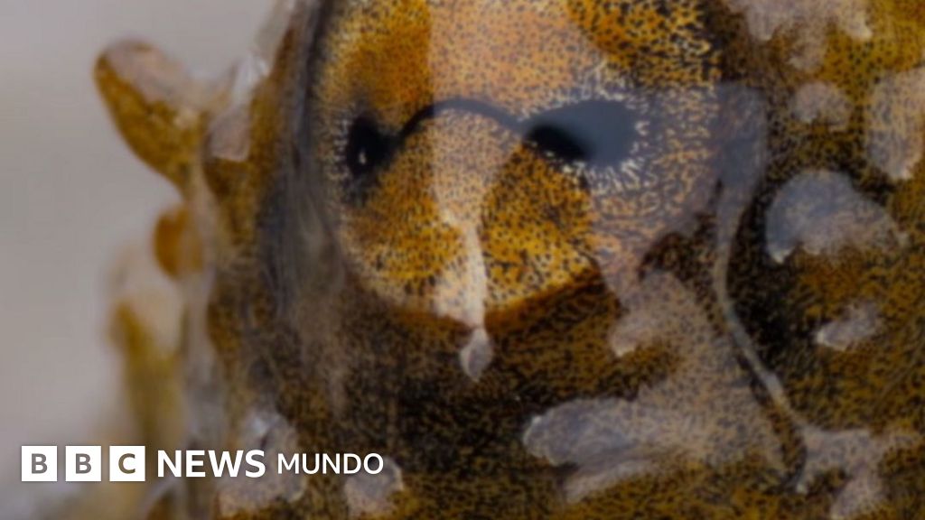El momento en que un pulpo evita la muerte tras una cacería arriesgada