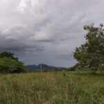 Aguaceros rompen larga sequía que mantenía secos los pastizales para el ganado en Puerto Plata
