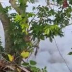 Parceleros alertan por espuma blanca en el río Masacre y temen daños a cultivos de arroz