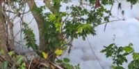 Parceleros alertan por espuma blanca en el río Masacre y temen daños a cultivos de arroz