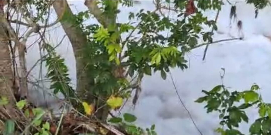 Parceleros alertan por espuma blanca en el río Masacre y temen daños a cultivos de arroz