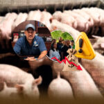 “El cerdo está barato”: productores porcinos de Moca alertan por pérdidas y piden regular las importaciones