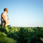 La soya sostenible gana protagonismo en la producción de pollo, cerdo y pescado en AL