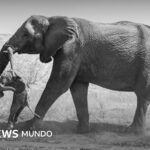 Las emotivas fotos de la elefanta que no podía superar la muerte de su cría y lo que revelan sobre el duelo animal