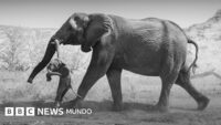 Las emotivas fotos de la elefanta que no podía superar la muerte de su cría y lo que revelan sobre el duelo animal