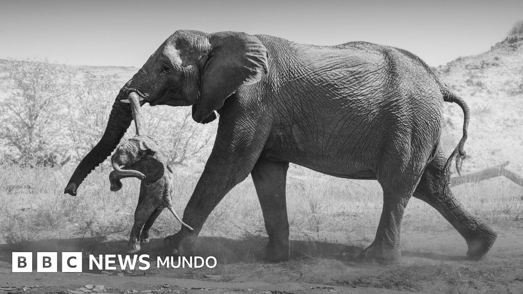 Las emotivas fotos de la elefanta que no podía superar la muerte de su cría y lo que revelan sobre el duelo animal